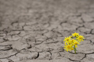 Repenser la paix à l’ère des dérèglements climatiques